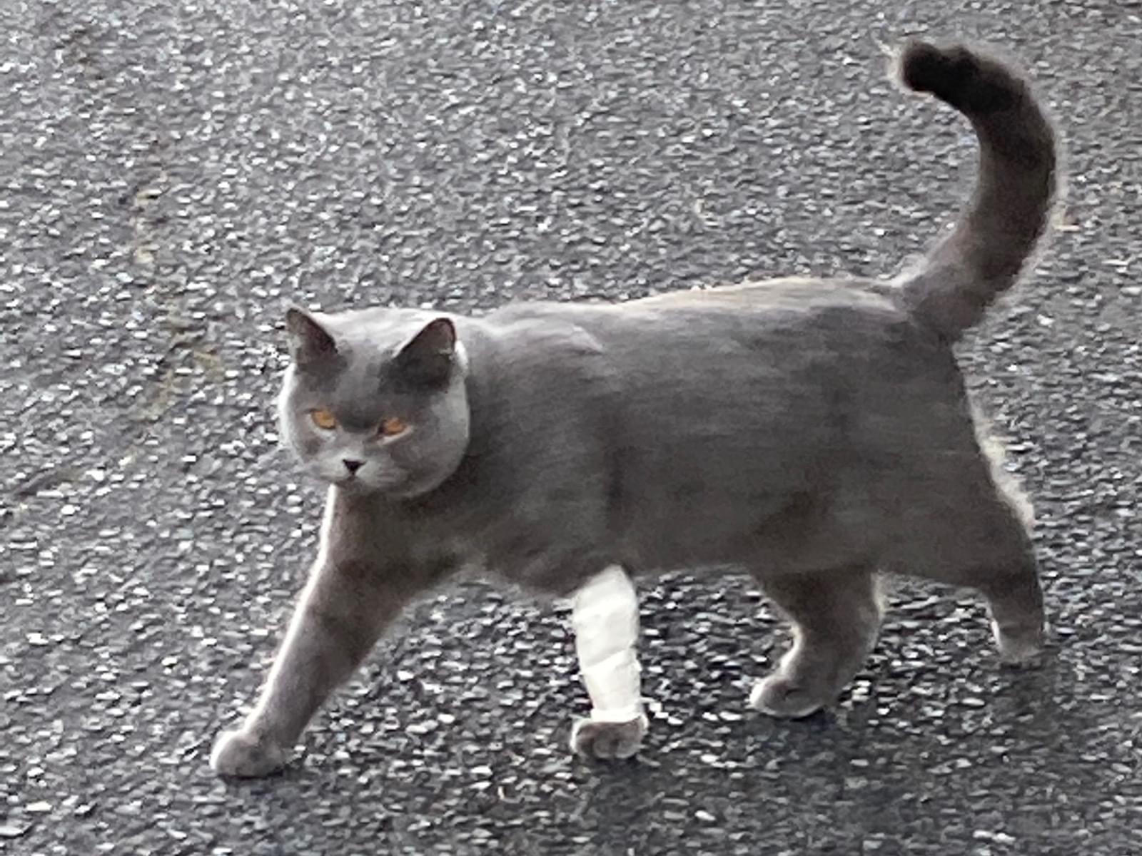 目撃された猫 目撃された猫
