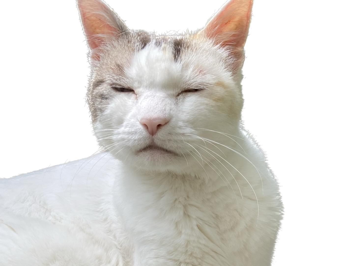 保護された猫 保護された猫
