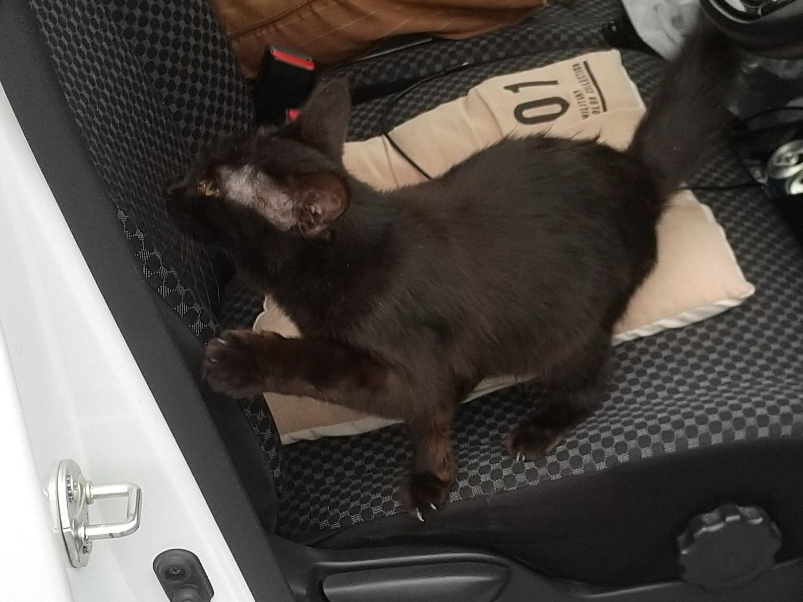目撃された猫 目撃された猫