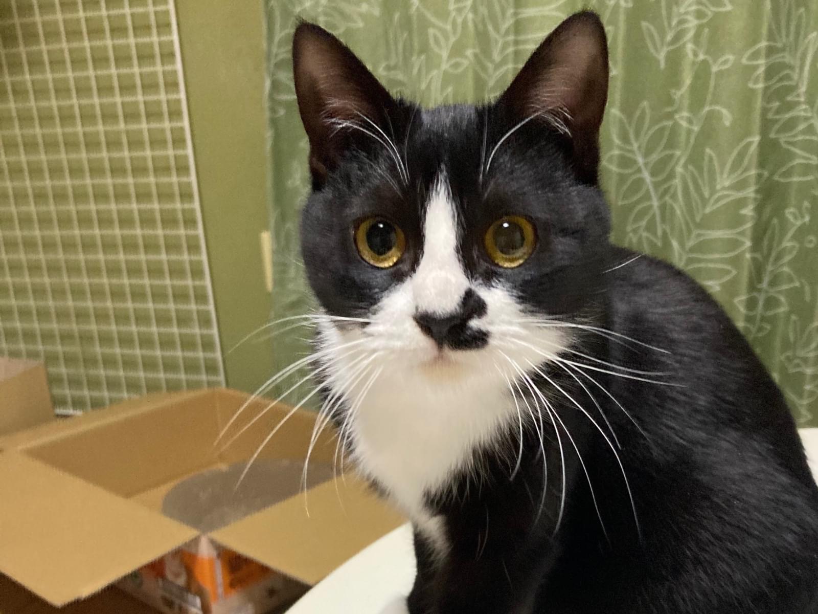 保護された猫 保護された猫