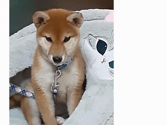 きなこちゃん きなこちゃん