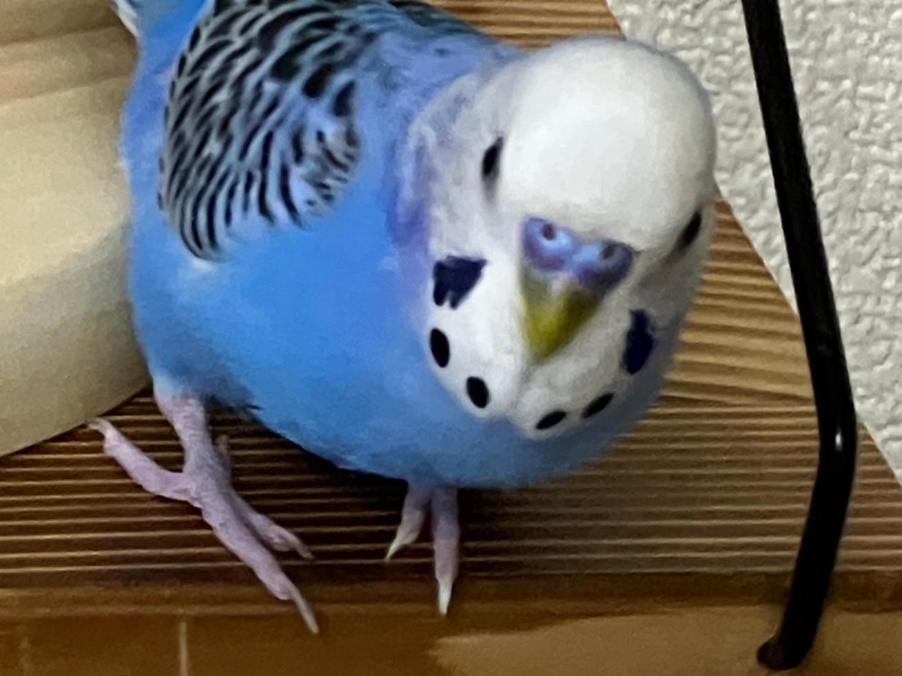 おもちちゃん おもちちゃん