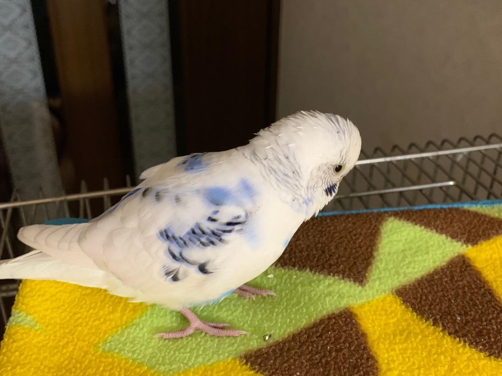 保護された鳥 保護された鳥