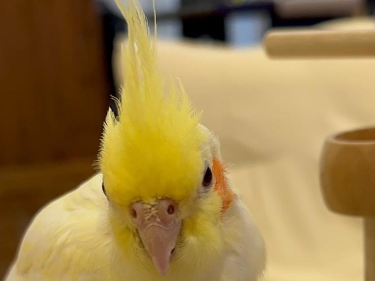 ふくちゃん ふくちゃん
