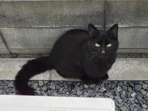 黒猫 小柄で尻尾フサフサ