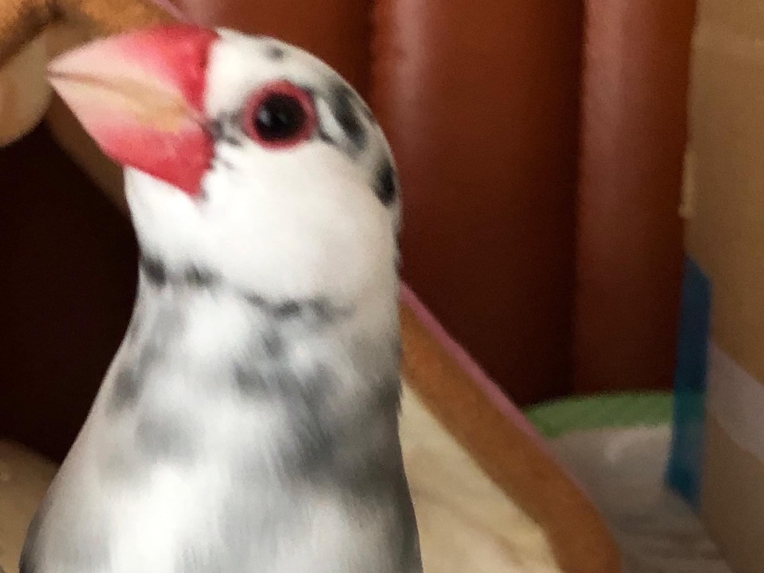 あんちゃん あんちゃん