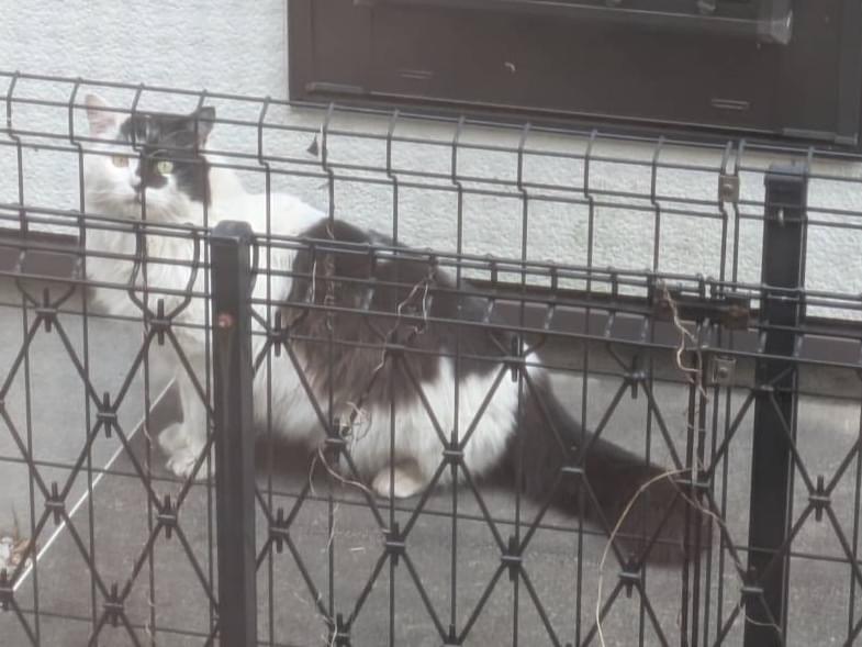目撃された猫 目撃された猫