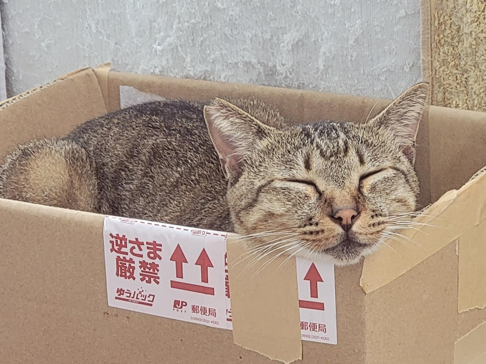 しっぽちゃん しっぽちゃん