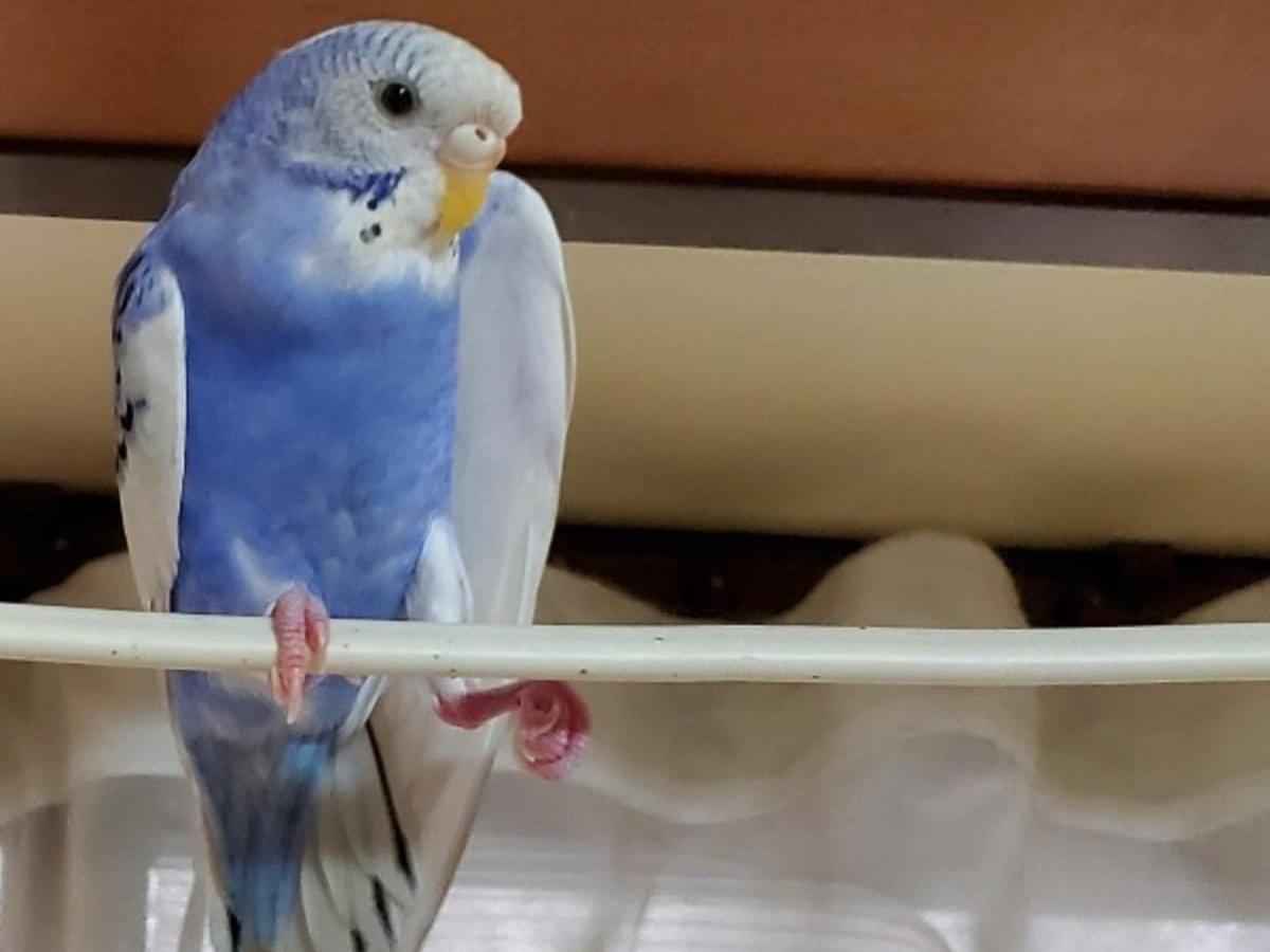 トリちゃん トリちゃん