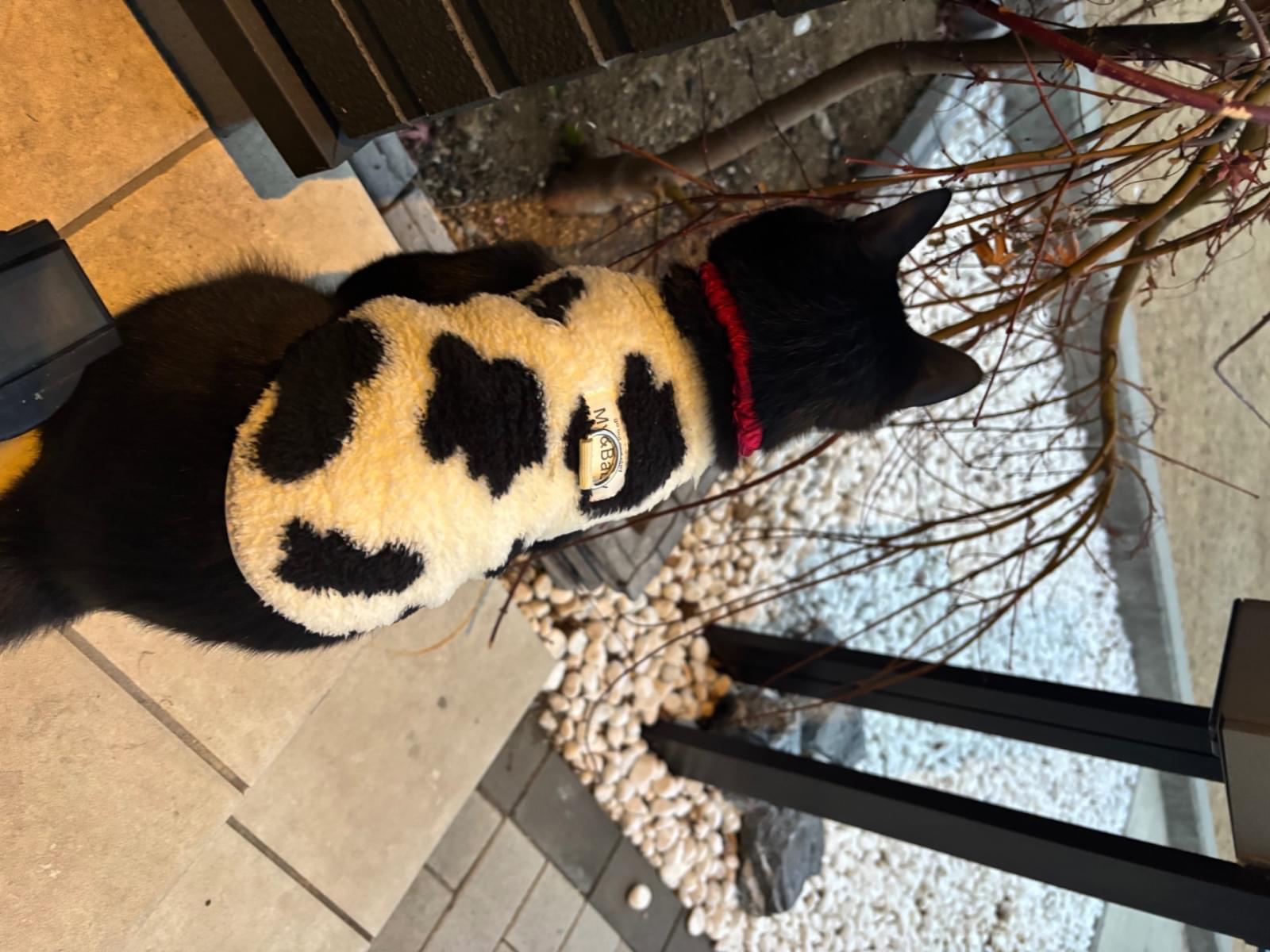 チャムちゃん チャムちゃん