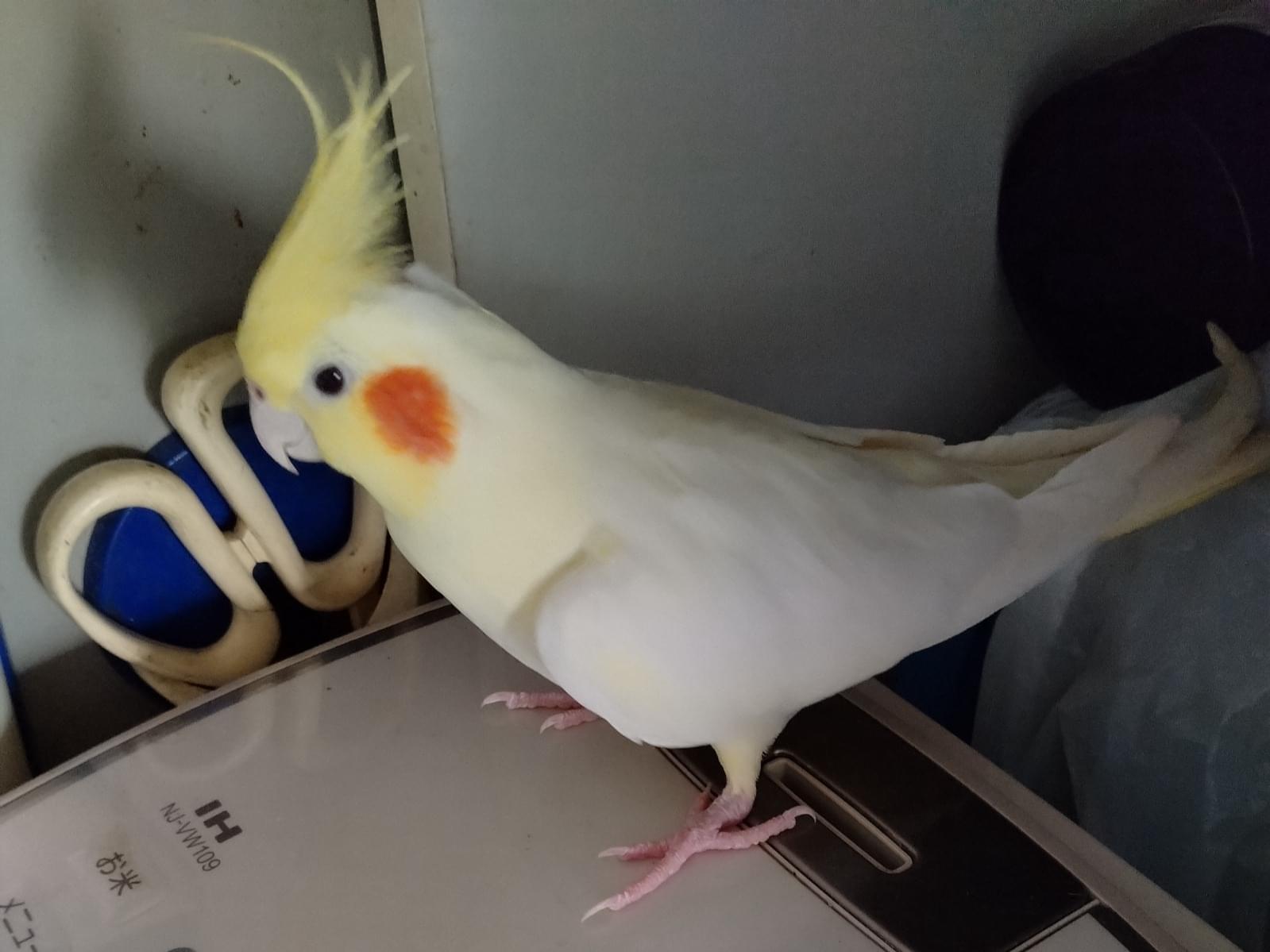 ルッチちゃん ルッチちゃん