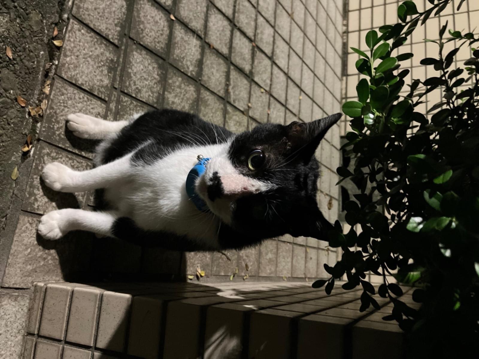 目撃された猫 目撃された猫