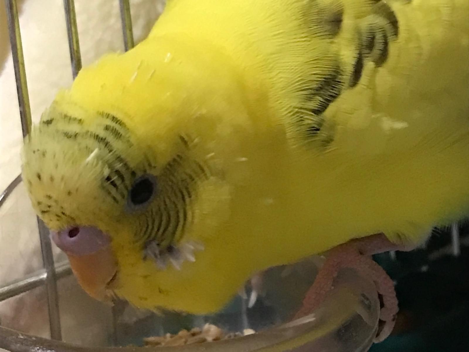 保護された鳥 保護された鳥