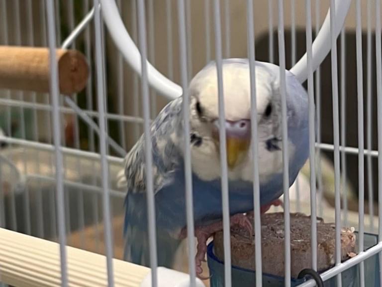 保護された鳥 保護された鳥