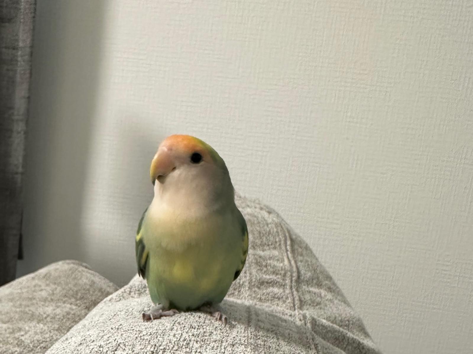 ポポちゃん ポポちゃん