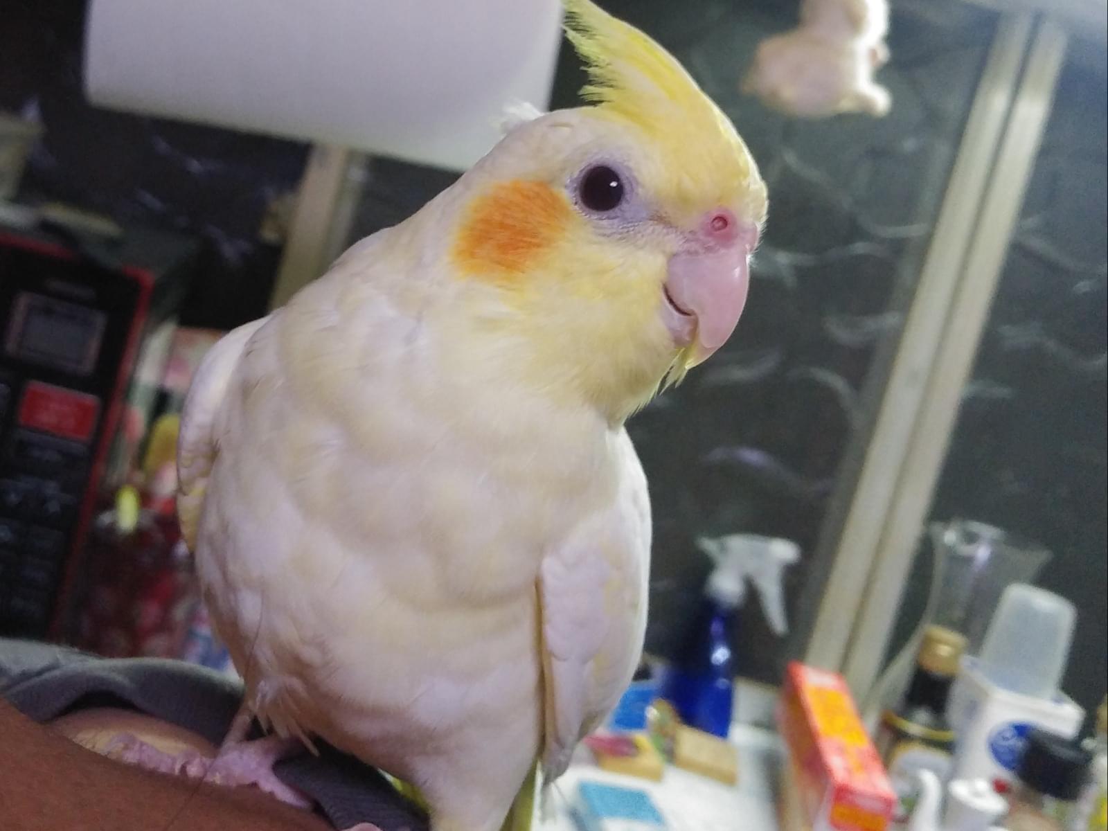 ももちゃん ももちゃん