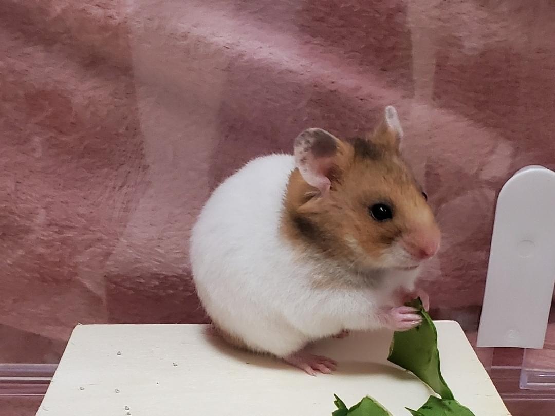 はむみちゃん はむみちゃん