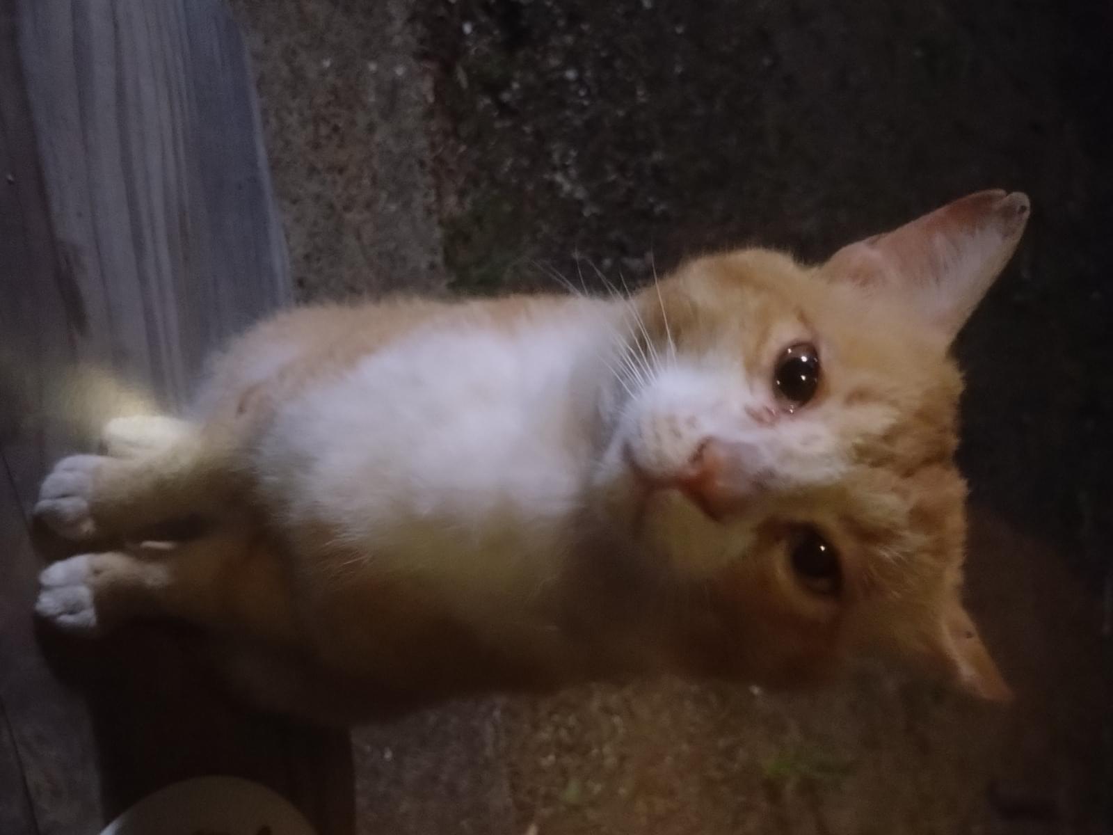 目撃された猫 目撃された猫