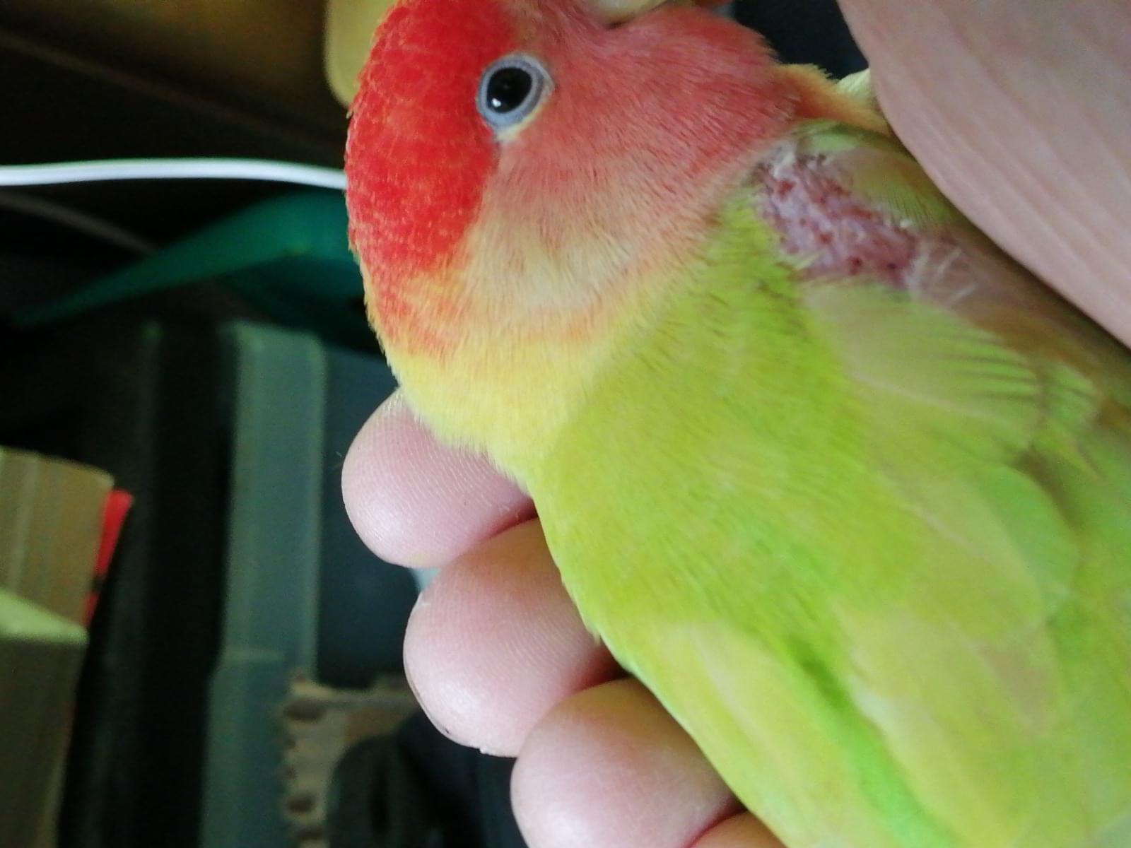 ふんちゃん ふんちゃん