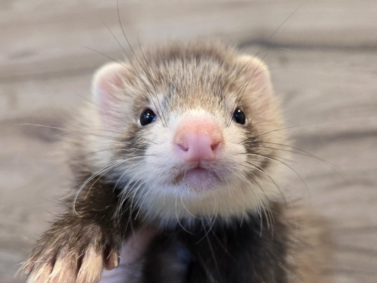 レオちゃん レオちゃん