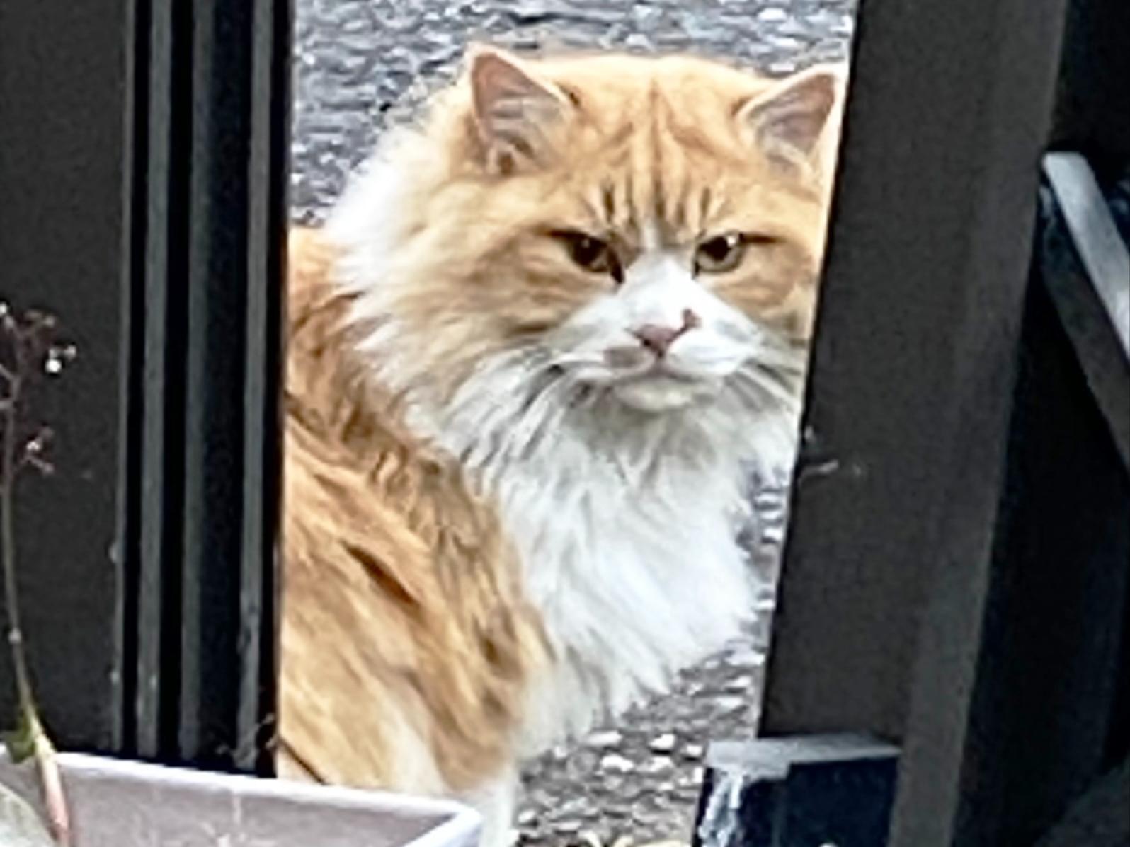 目撃された猫 目撃された猫