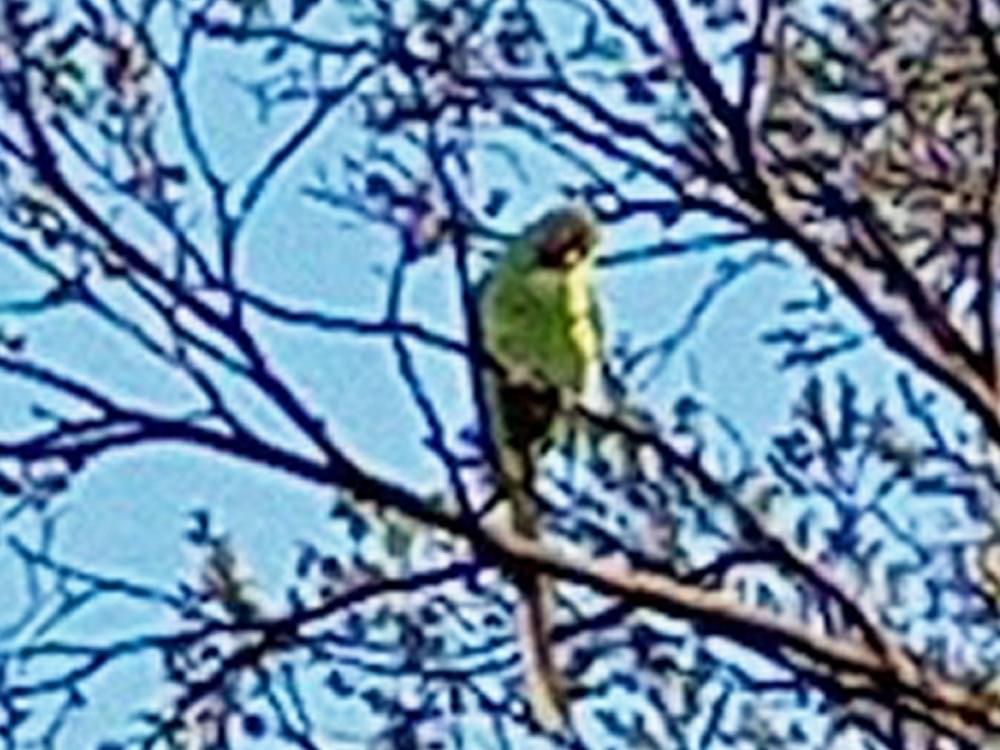 目撃された鳥 目撃された鳥