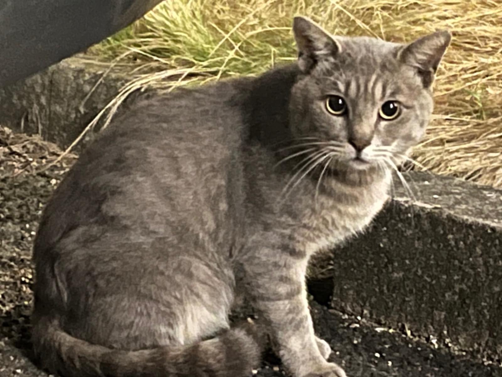 目撃された猫 目撃された猫