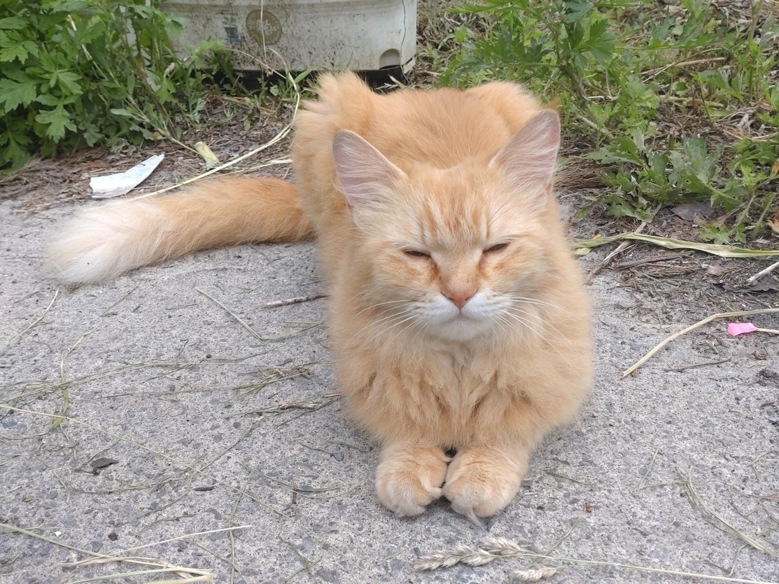 チャトランちゃん
