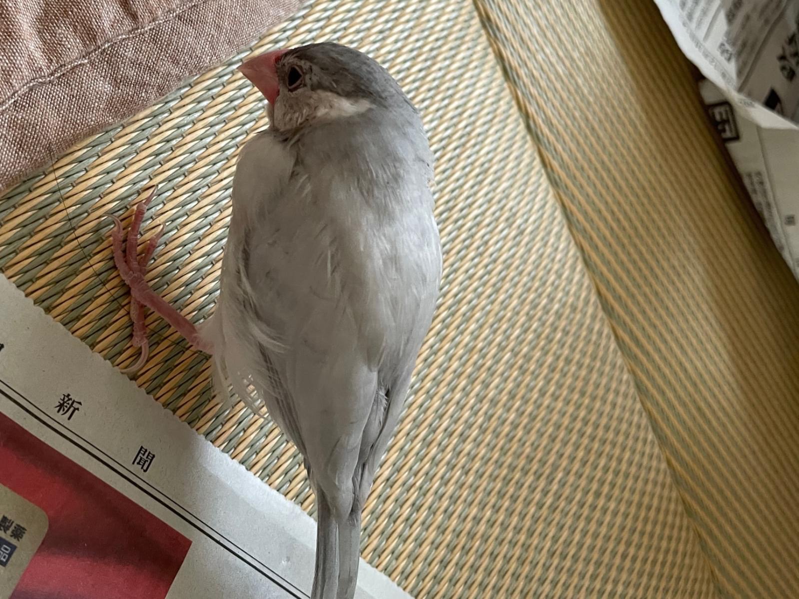 ぶんちゃん ぶんちゃん