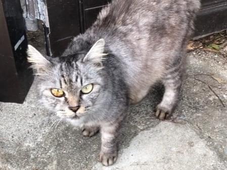 保護された猫 保護された猫