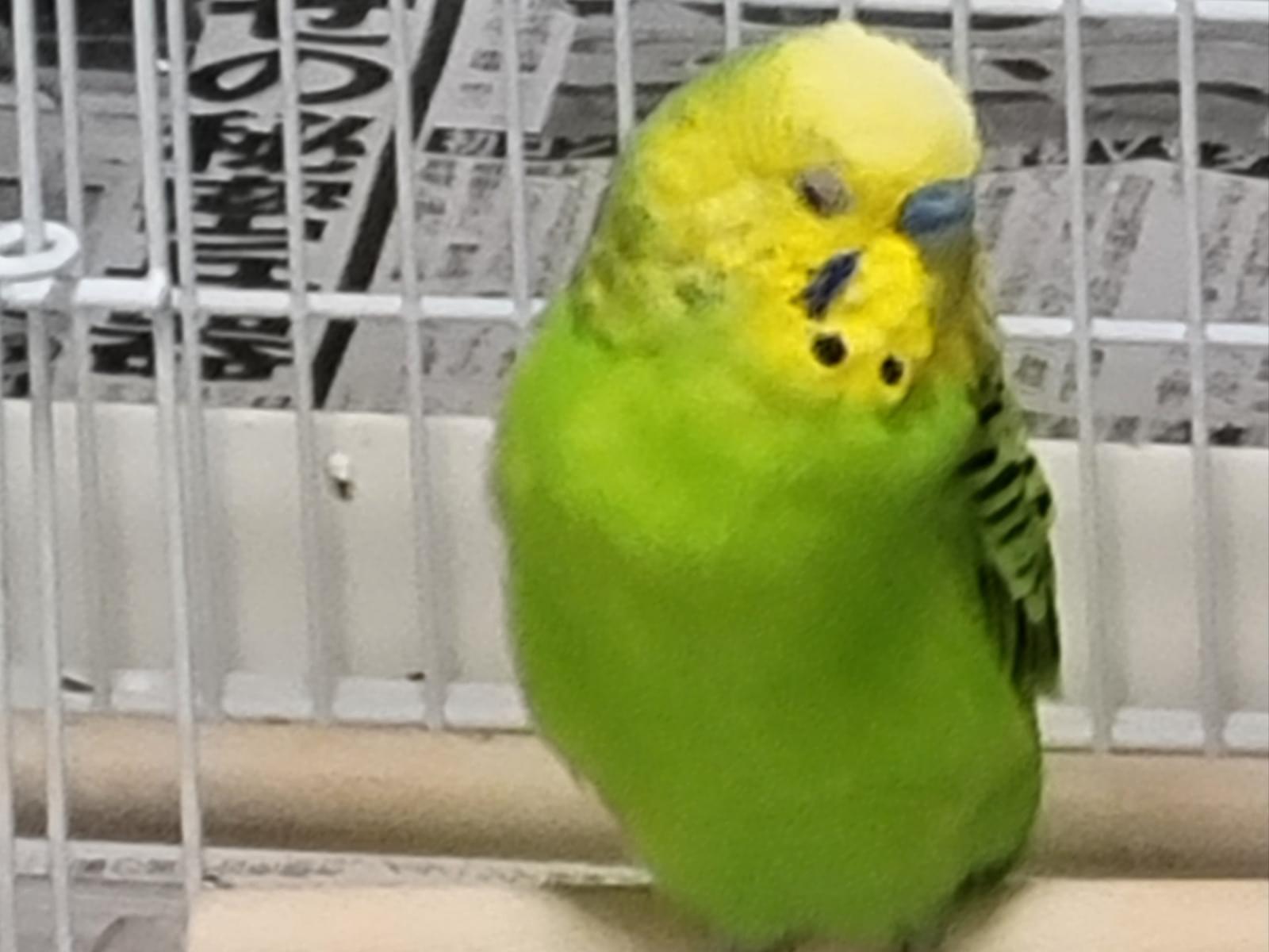 ピー助ちゃん ピー助ちゃん