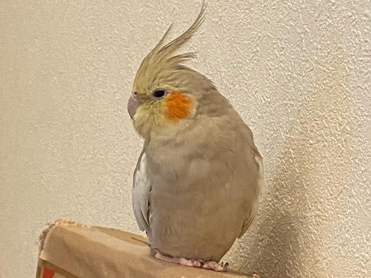 フォーちゃん フォーちゃん