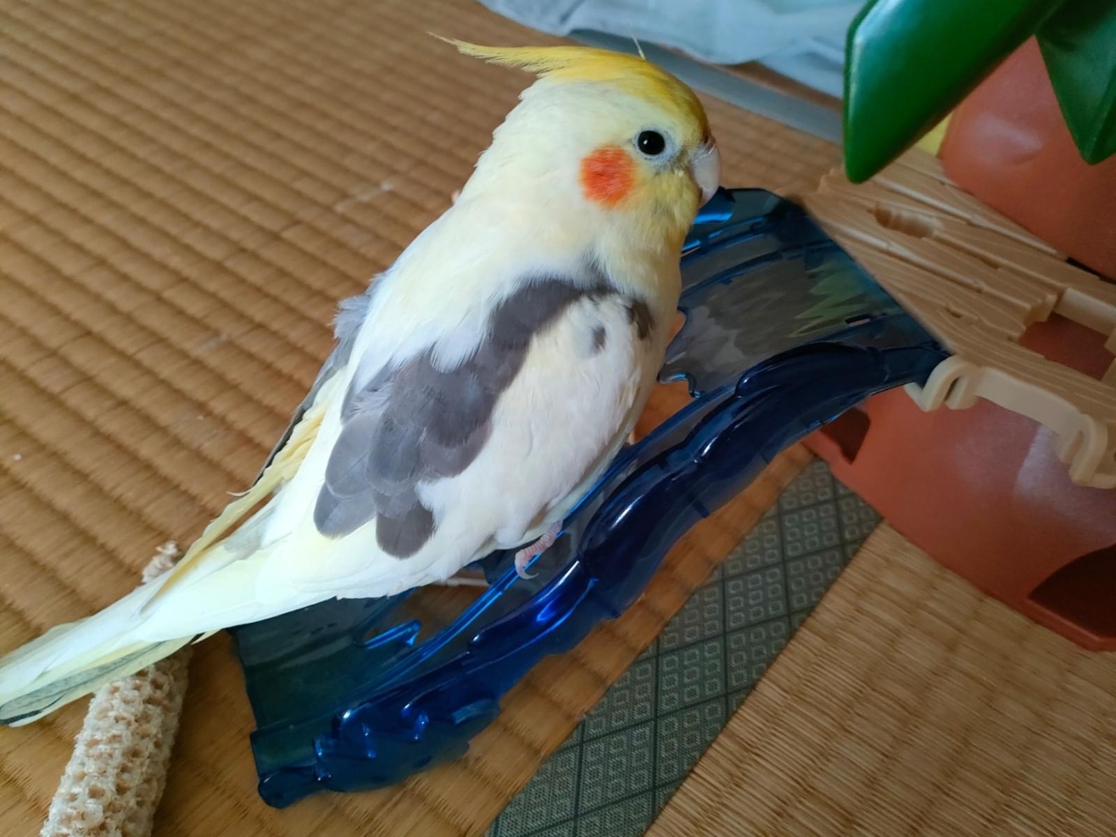 ヒマちゃん ヒマちゃん