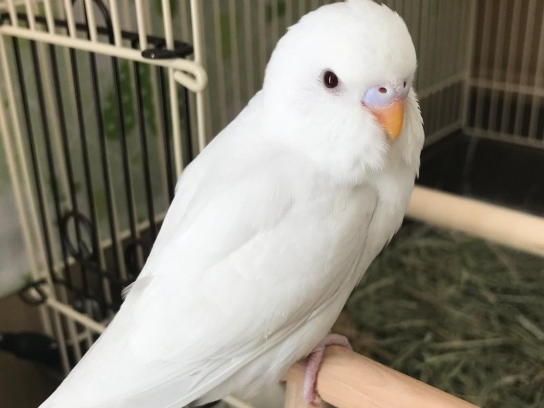ピーちゃん ピーちゃん