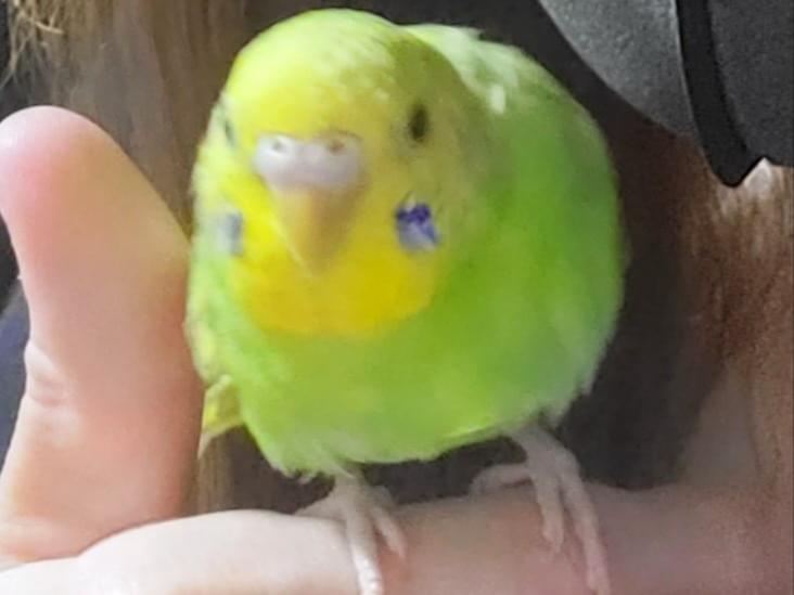 ピーちゃん ピーちゃん