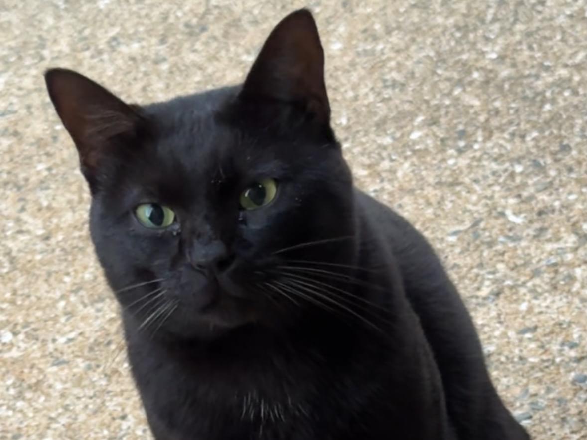 目撃された猫 目撃された猫