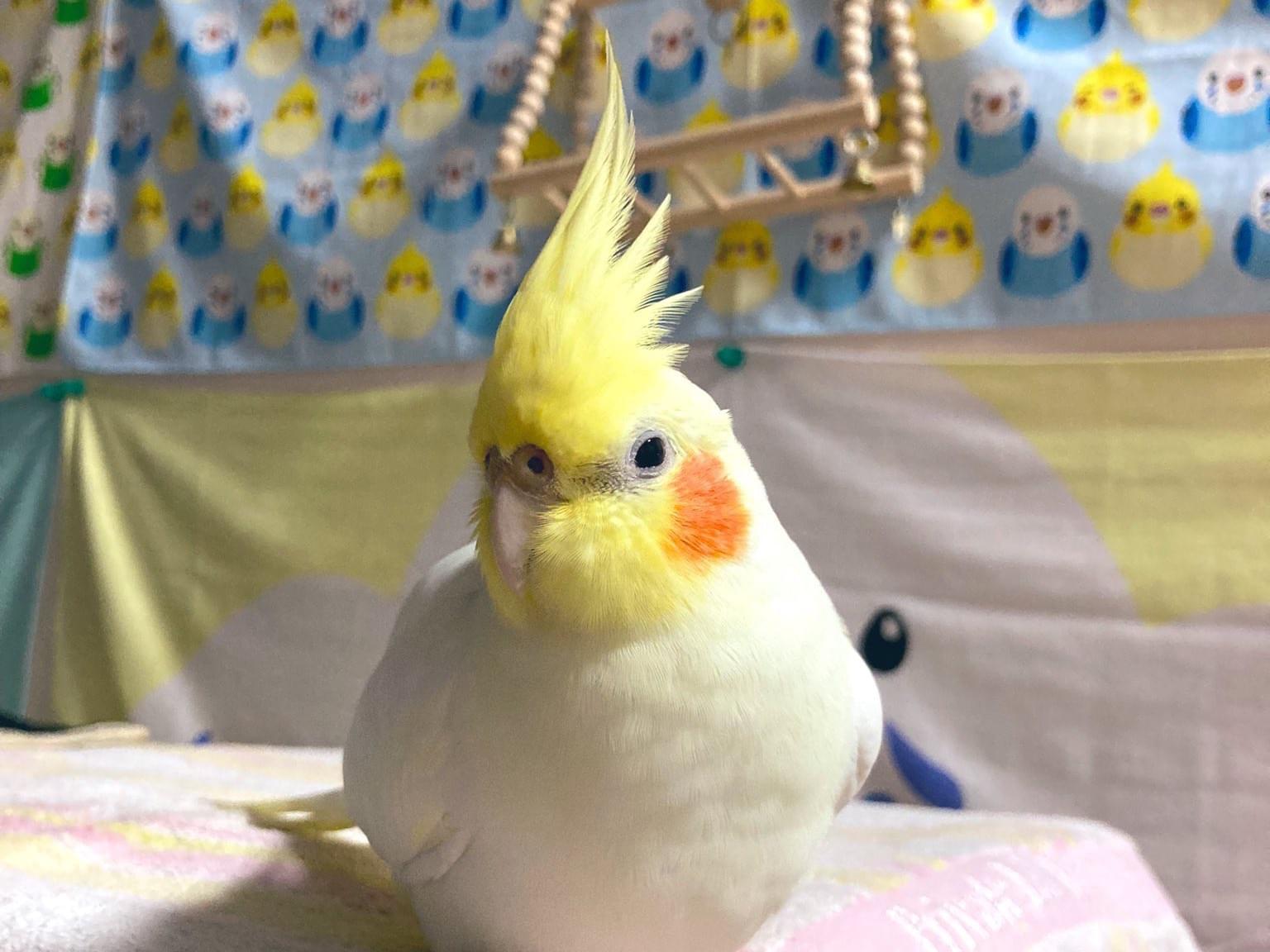 ピノちゃん ピノちゃん