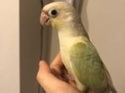 ぷきちゃん ぷきちゃん