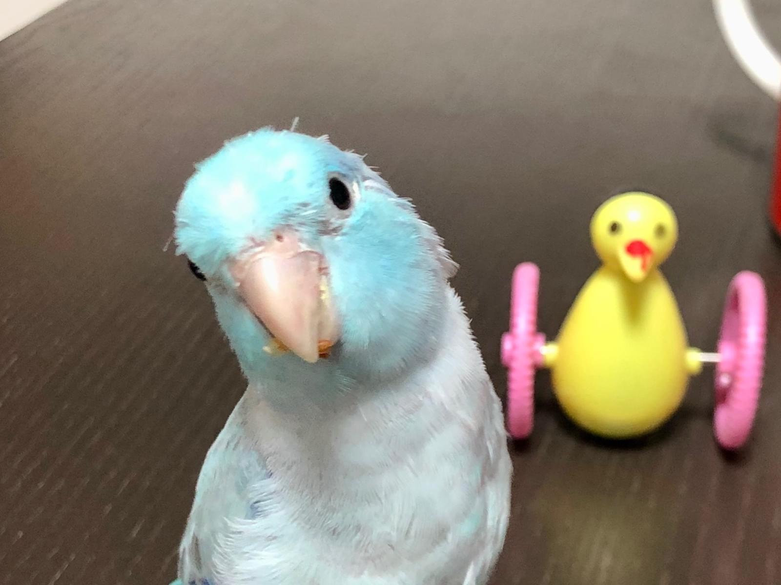 マメちゃん マメちゃん