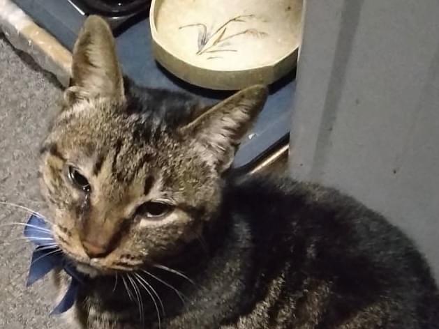 チビちゃん チビちゃん