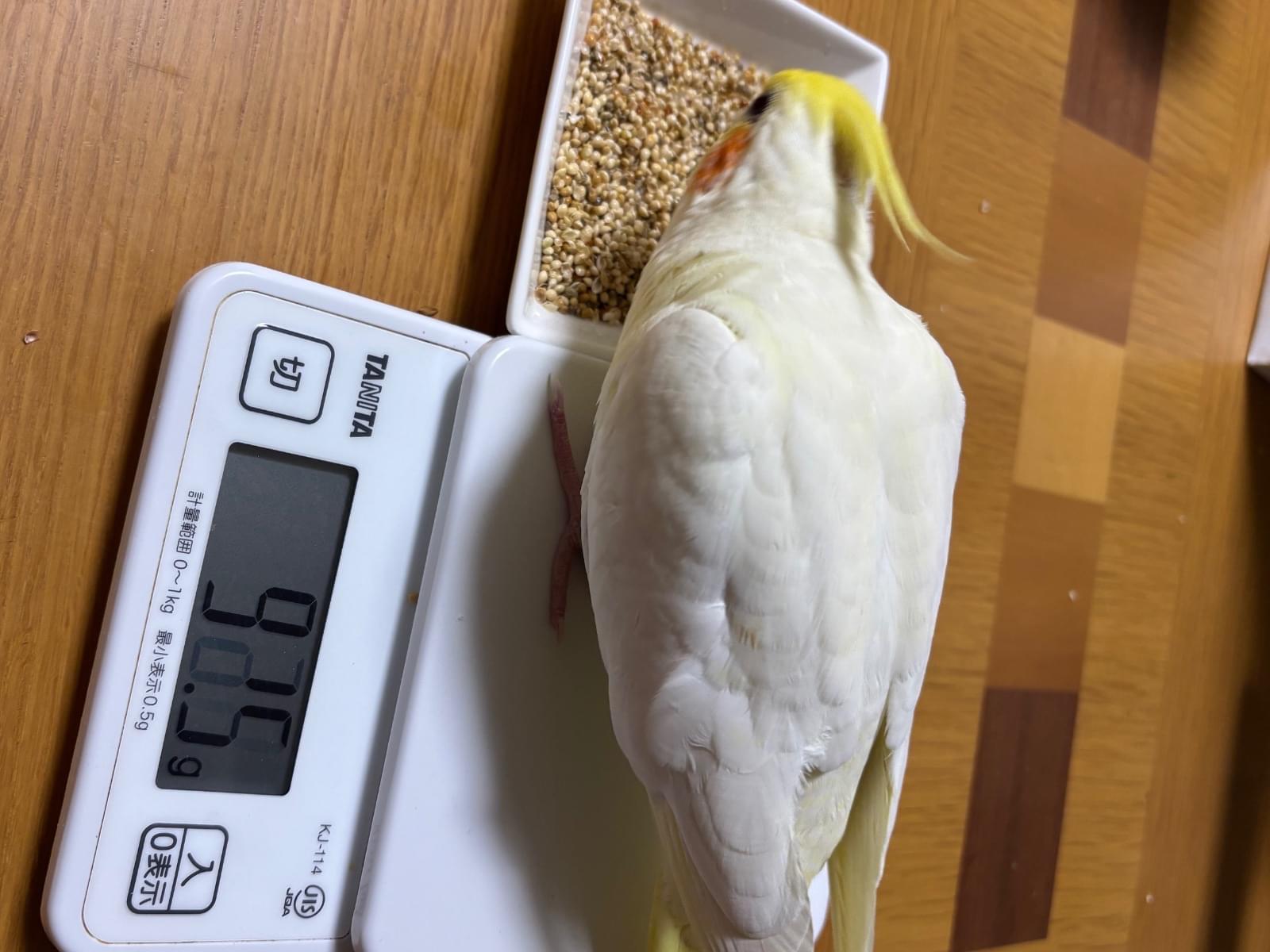 ルピちゃん ルピちゃん