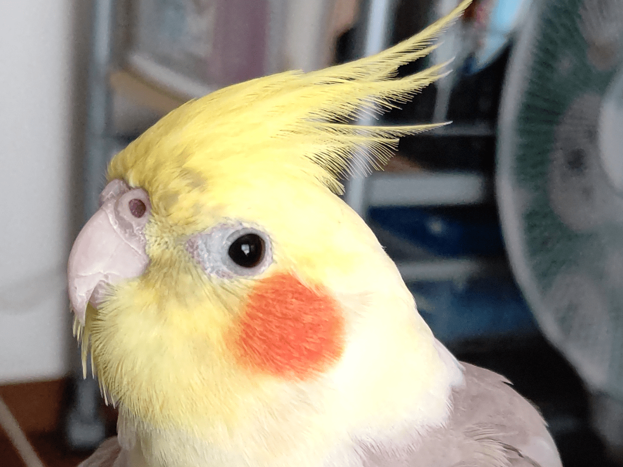こはくちゃん こはくちゃん
