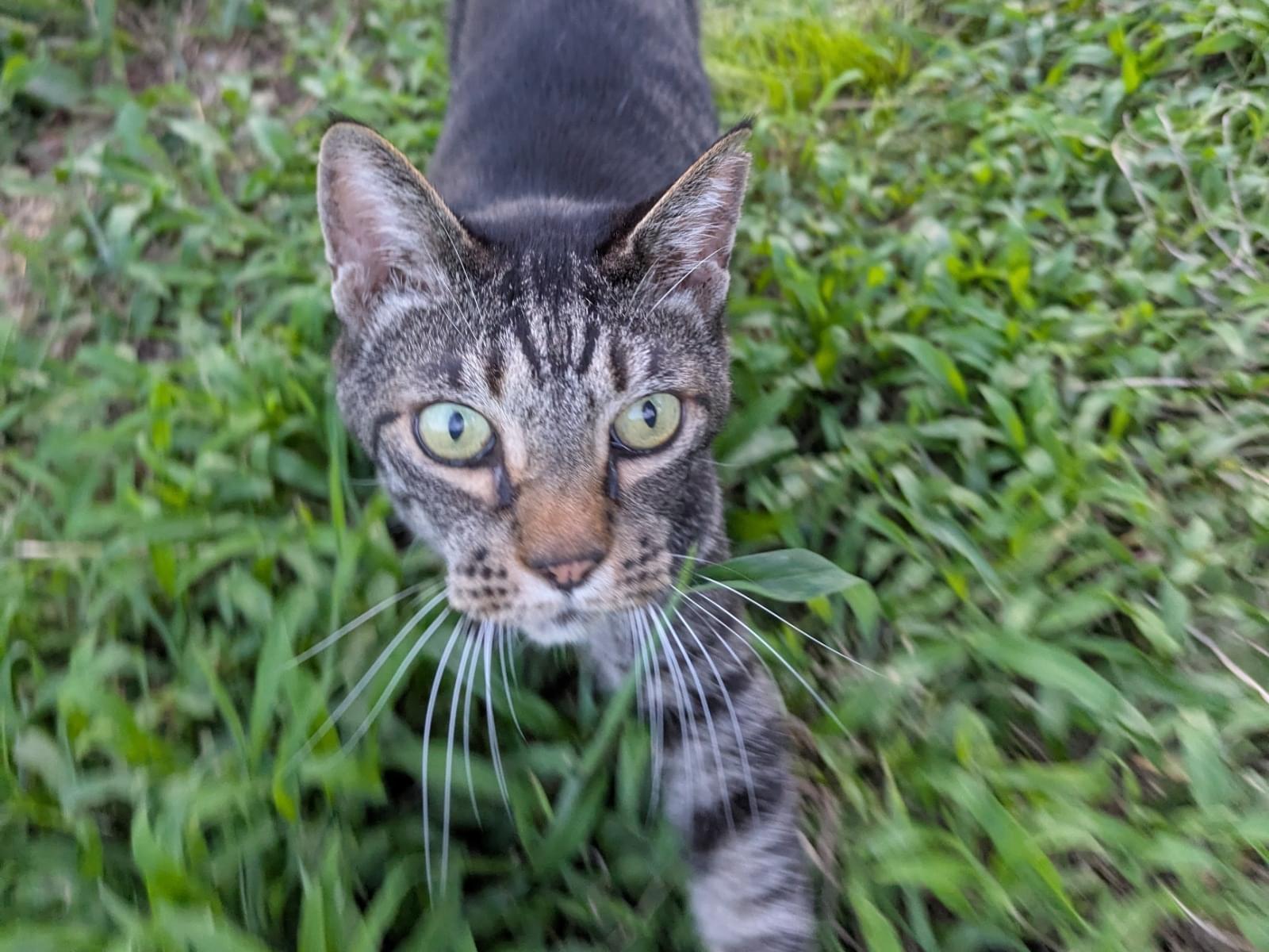 保護された猫 保護された猫
