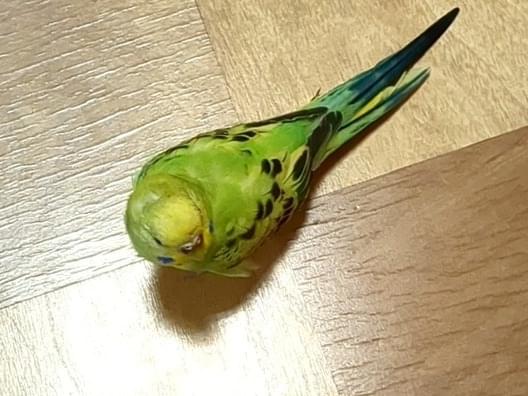 パールちゃん パールちゃん