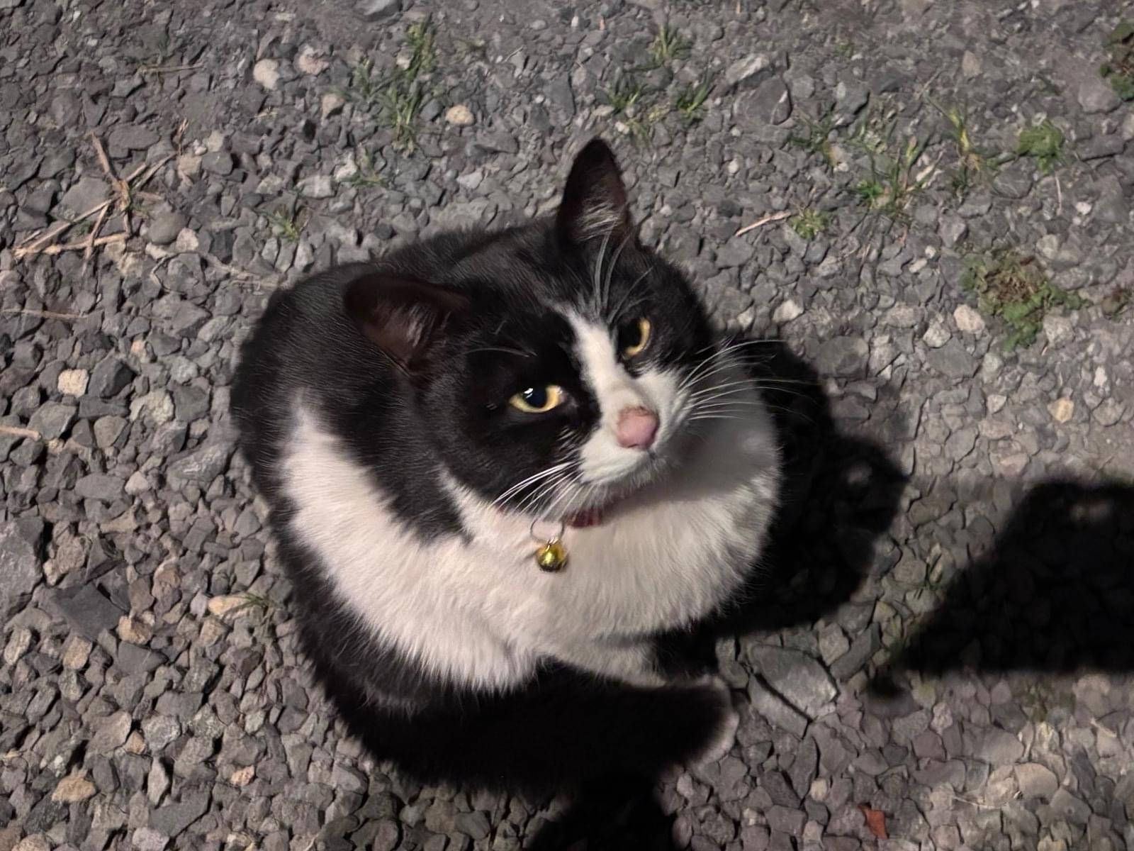 目撃された猫 目撃された猫