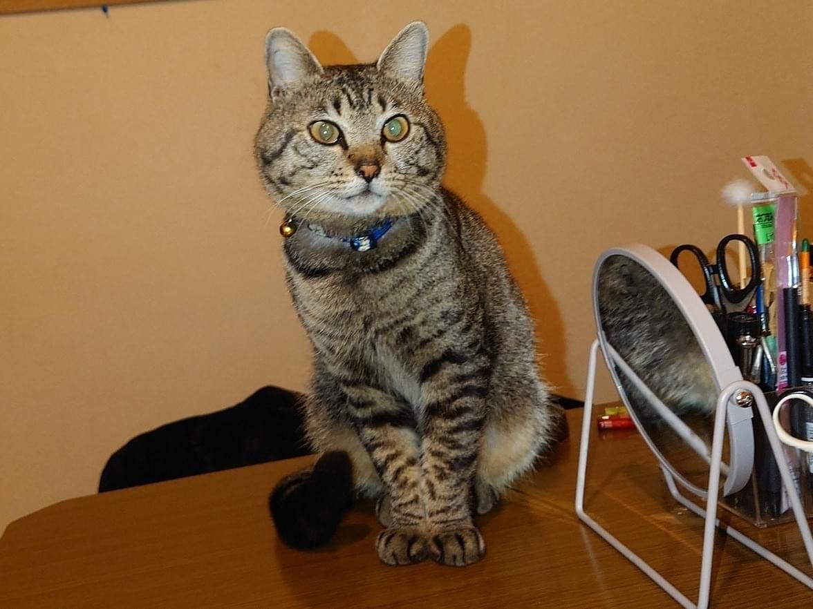 まーにゃんちゃん