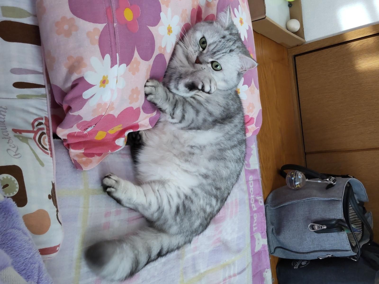 テンちゃん テンちゃん