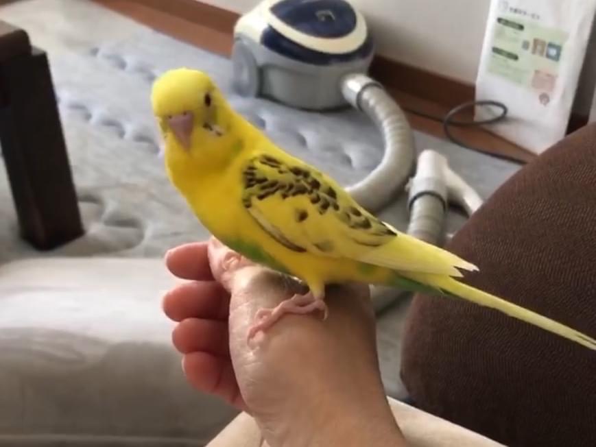 きなこちゃん きなこちゃん