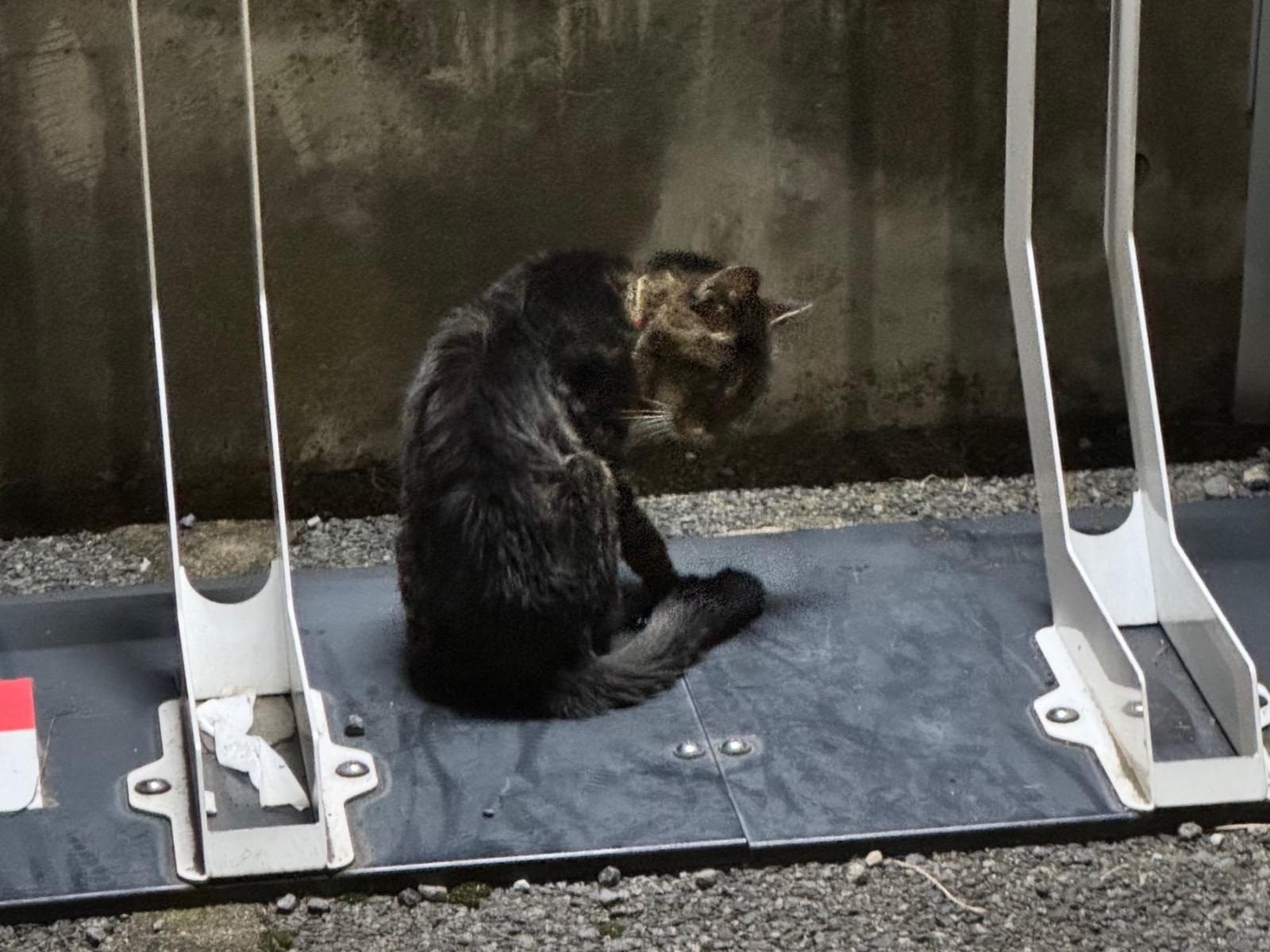 目撃された猫 目撃された猫