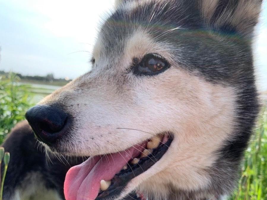 保護された犬 保護された犬